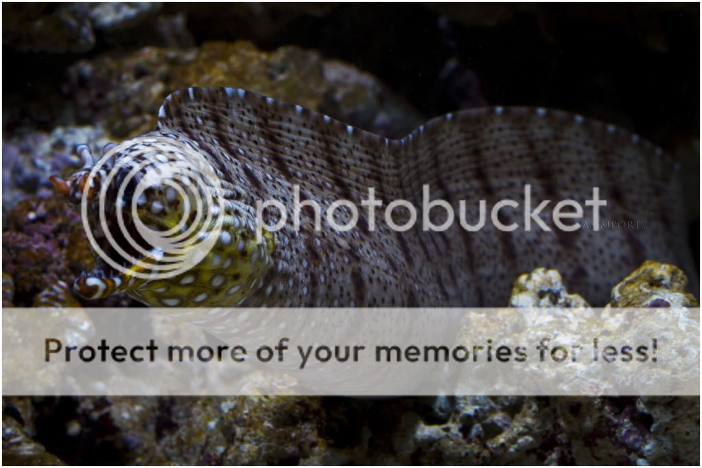 Hawaiian Dragon Moray Eel (Enchelycore pardalis)