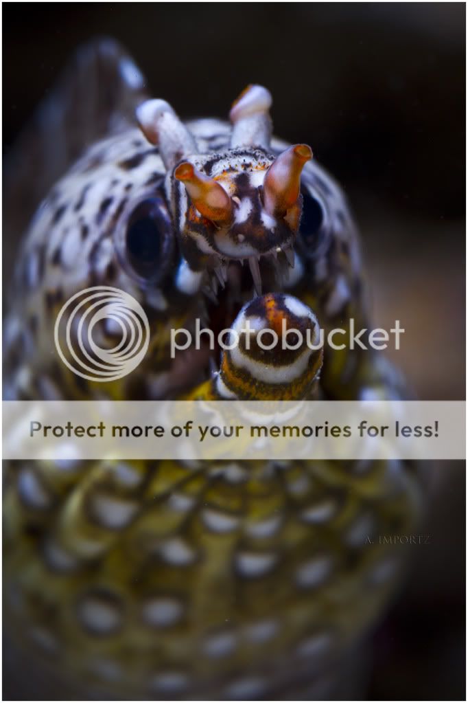 Hawaiian Dragon Moray Eel (Enchelycore pardalis)