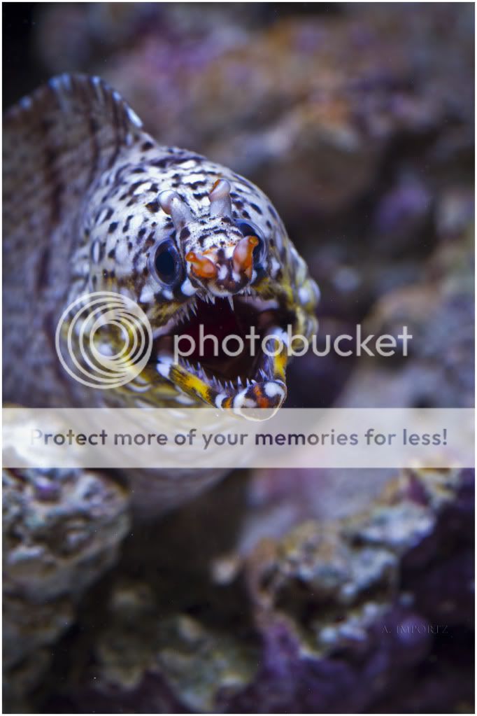 Hawaiian Dragon Moray Eel (Enchelycore pardalis)
