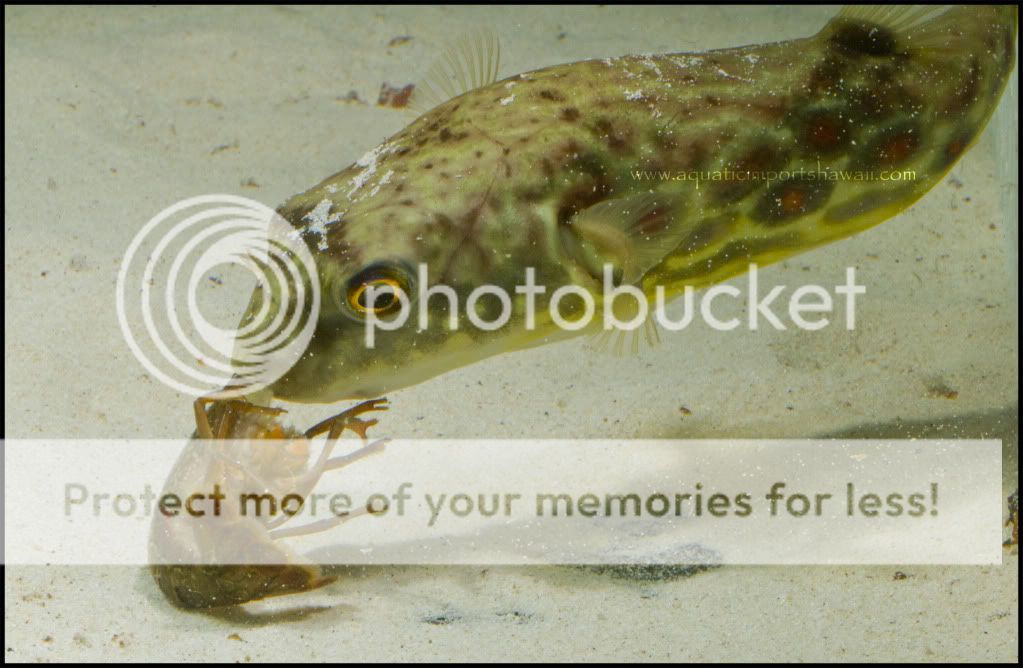 Cross River Puffer....Pustulatus...LOAD warning | MonsterFishKeepers.com